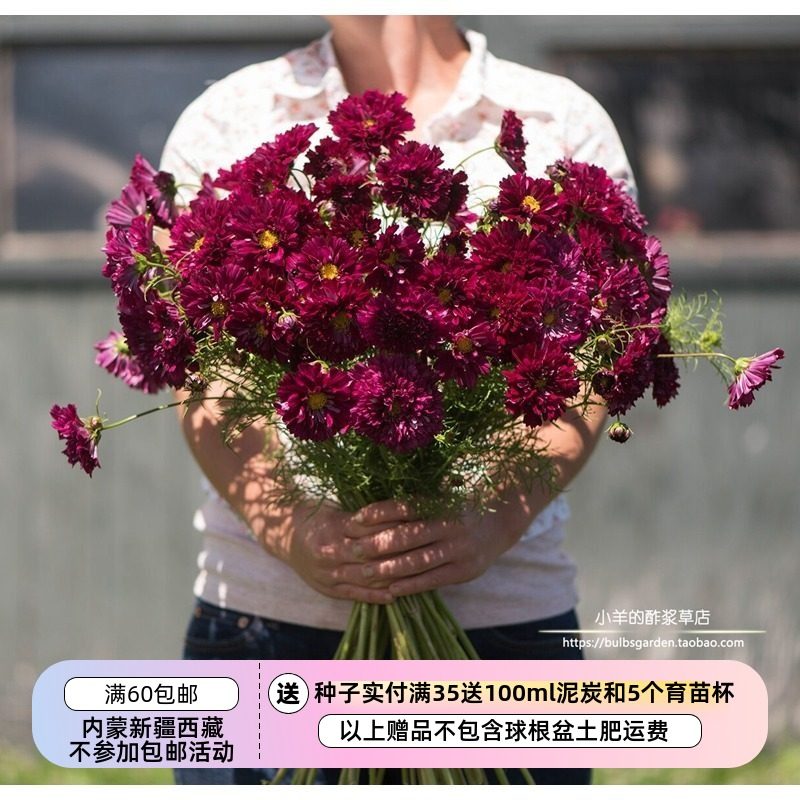 【种子】进口种子  耐热植物 重瓣波斯菊 重瓣小红莓  10粒