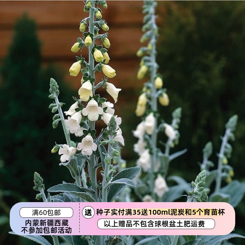 【种子】白色花朵为常态 也可能开粉色花朵 毛地黄 银狐 10粒