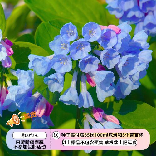 有难度滨紫草/弗吉尼亚蓝铃