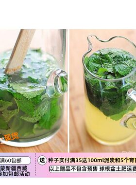 多年生薄荷20粒柠檬香蜂草