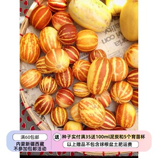 【种子】美国传家宝甜瓜 跳跳虎 5粒