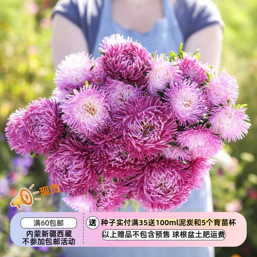 【种子】 切花型重瓣翠菊 古典色彩 芭蕾舞系列 白-紫丁香  10粒
