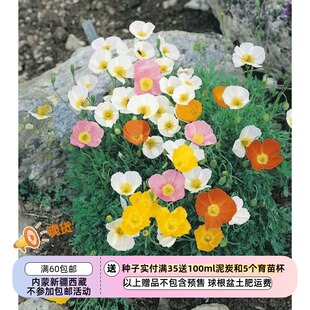 【种子】可以种在奶茶杯里的小型虞美人 阿尔卑斯虞美人 10粒