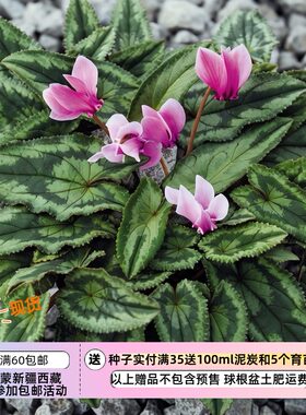 【种子】多年生 原生种仙客来 常春藤叶仙客来特殊叶形长戟叶 5粒