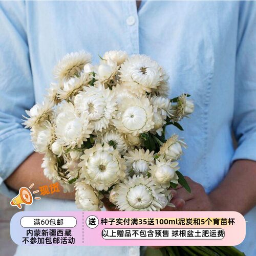 草本蜡菊永生花材料复古白色
