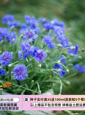【种子】一年生 更适合盆栽  紧凑 矮生矢车菊  蓝色小矮人  10粒