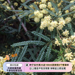 【种子】多年生  细长灌木或乔木  五叶金合欢 5粒