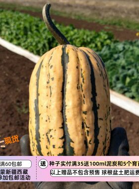 疯狂的小羊糖面包南瓜