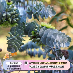 【种子】  尤加利 叶状小桉树 EUCALYPTUS kruseana 5粒