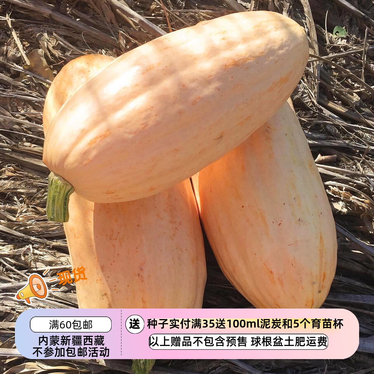 【种子】传家宝南瓜  高甜粉糯杏子/香草香气 帕斯提拉香槟  3粒