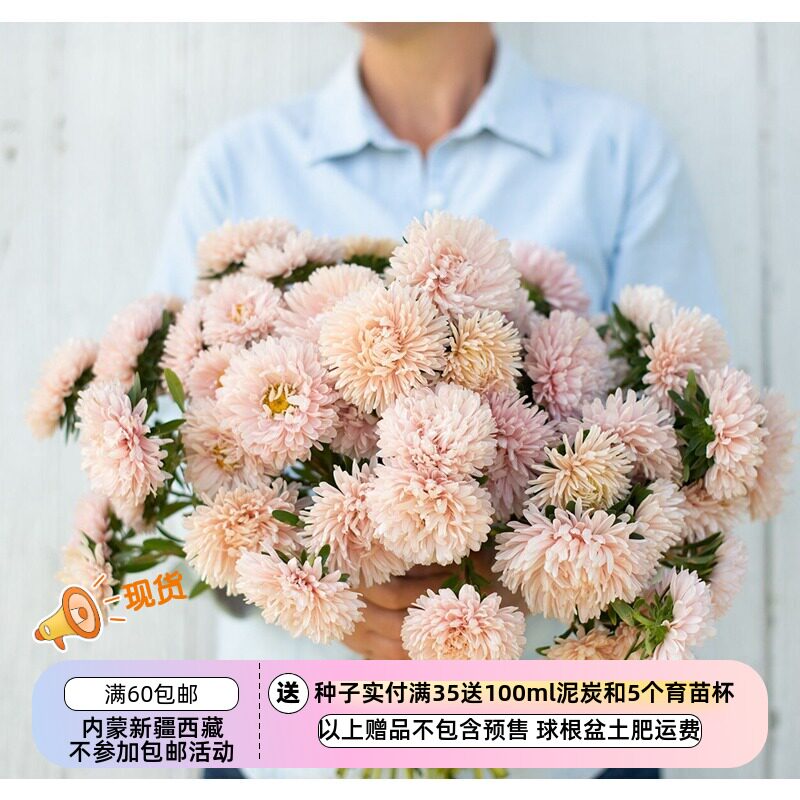 【种子】一年生  切花型重瓣翠菊 国王杏色 10粒 - 实物图