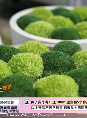 【种子】种子  石竹科 爱尔兰深绿色苔藓 爱尔兰珍珠草 20粒