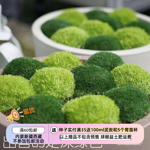 种子爱尔兰苔藓珍珠草深绿色
