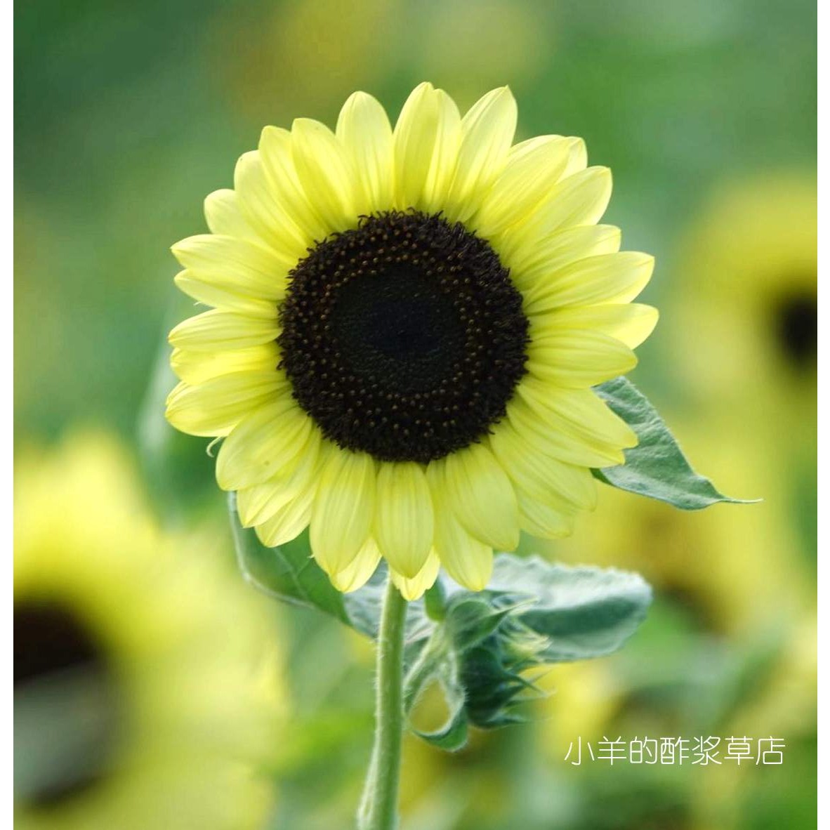 【种子】夏季耐热 快速开花 矮生盆栽向日葵 情人节