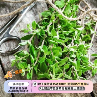 【种子】适合盆栽 多年生香草 甜马郁兰 10粒