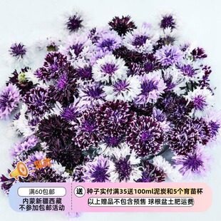 【种子】一年生 菊科 矢车菊 经典魔法混色 10粒