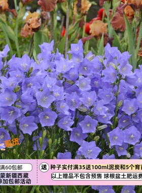 【种子】   桔梗科 桃叶风铃草 蓝色20粒