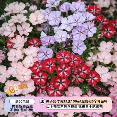 【种子】一年生  可做切花 香花福禄考 星眼混色 10粒