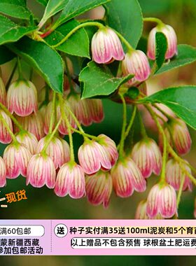 【种子】杜鹃花科灌木小乔木  日本 红脉吊钟花  5粒