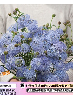 【种子 ]  翠珠花  切花型  薰衣草蓝色  10粒