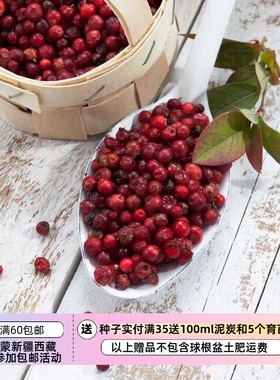 【种子】 匍匐枝山蔓越莓越橘VACCINIUM vitis-idaea10粒
