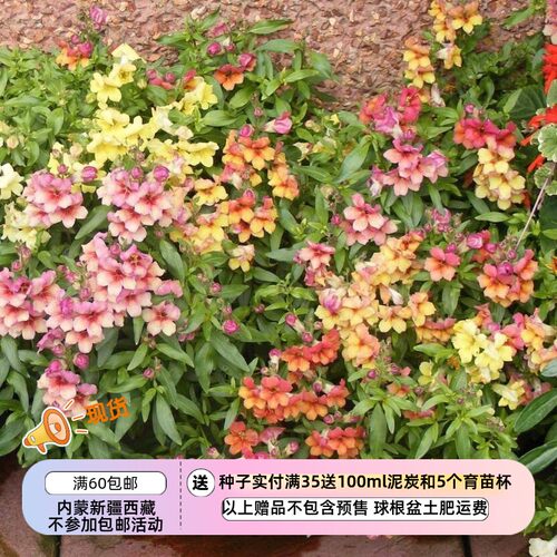 开口型矮生金鱼草混色