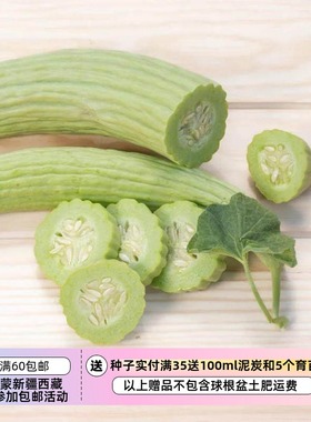 【种子】 亚美尼亚条纹黄瓜 Armenian Cucumber 5粒