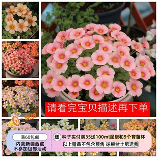【现货球根】增加新品 链接2 秋植酢浆草球根 obtusa系列花期长