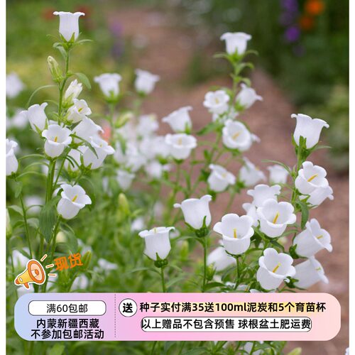 疯狂的小羊春夏季开花