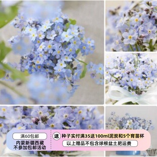 【种子】适合盆栽  紫草科 勿忘我 神秘森林   10粒