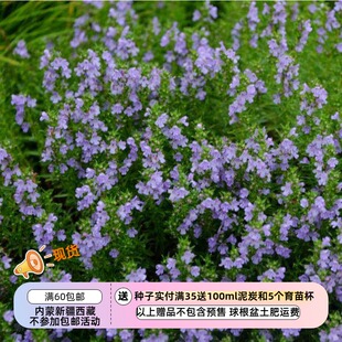 【种子】多年生 芳香亚灌木 伊利里亚冬香薄荷 10粒