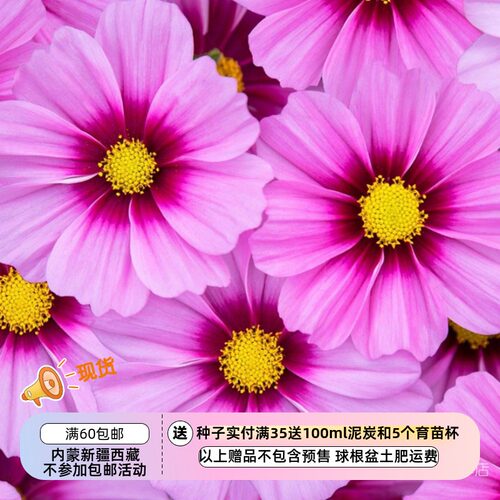 【种子】夏季耐热 矮生类型 大波斯菊 '阿波罗玫瑰眼' 10粒
