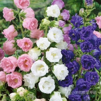 疯狂的小羊重瓣风铃草混色