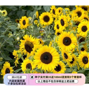 【种子】夏季耐热 打顶分支型 多花中等高度向日葵 舞阳黄色 5粒