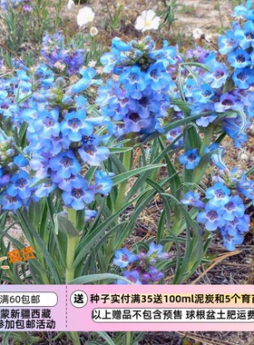 【种子】多年生 绚丽的蓝色花朵 狭叶钓钟柳  10粒