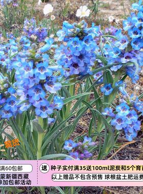 疯狂的小羊绚丽的蓝色花朵