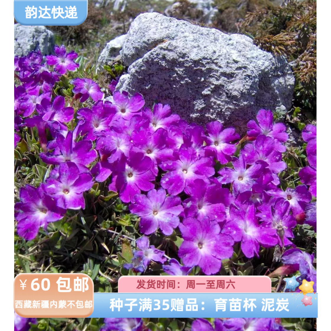 【种子】小型报春花 乌尔芬报春花  primula wulfeniana  5粒