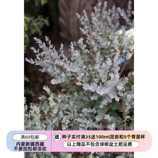 【种子】进口种子  尤加利桉树月亮湖 EUCALYPTUS Moon Lagoon5粒