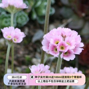 【种子】岩石花园  报春花科 阿尔巴纳点地梅 5粒