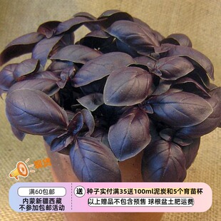 【种子】一年生 香草 观赏食用 热那亚型罗勒  深红之王 20粒