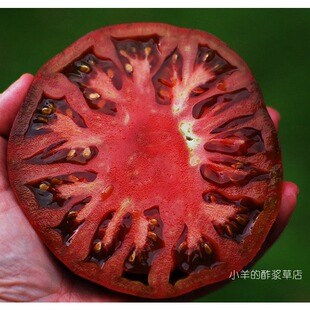 【种子】传家宝老品种  无限生长型 大番茄 紫色切诺基  5粒