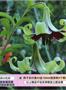 【种子】紫斑百合 尼泊尔百合  Nepal lily 5粒