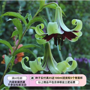 【种子】紫斑百合 尼泊尔百合 Nepal lily 5粒
