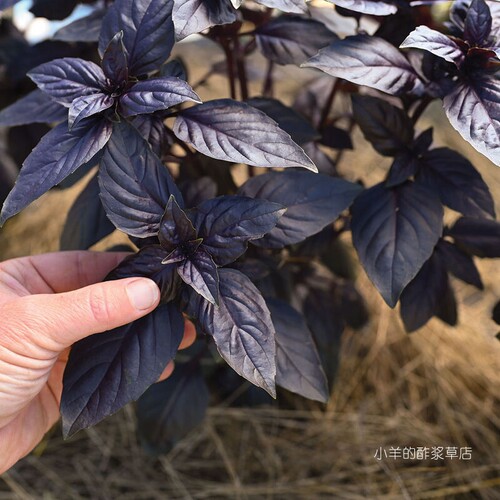 【种子】热那亚香气/叶形/食用/装饰 紫叶罗勒 普洛斯佩拉F1 10粒