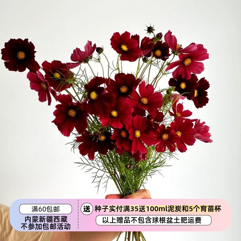 【种子】夏季耐热 切花型 波斯菊 酒红渐变 鲁本扎红宝石 10粒,鲜花速递/花卉仿真/绿植园艺,家庭园艺种子,淘宝优惠券,粉丝福利购,淘宝优惠卷