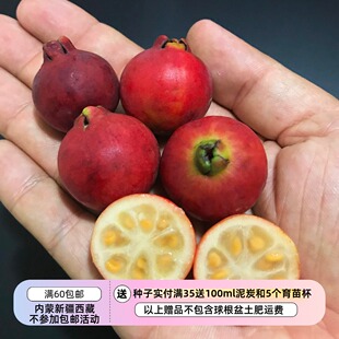 【水果种子】多年生小乔木 桃金娘科 红草莓番石榴 5粒