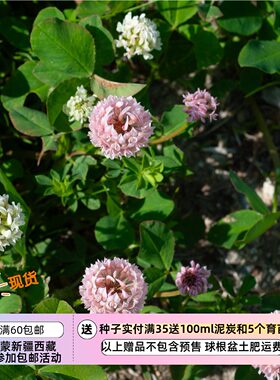 【种子】多年生 豆科 地被植物 白三叶 杂交三叶草  10粒