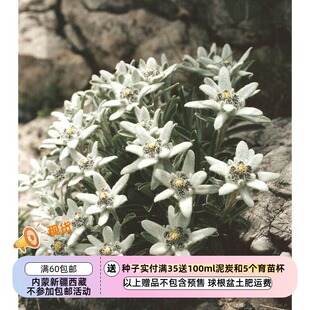 【种子】菊科 高山火绒草 矮生阿尔卑斯雪绒花 10粒