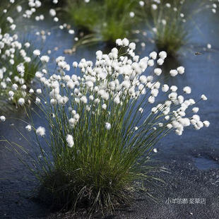 【种子】多年生 空心棉花莎草 白毛羊胡子草 10粒