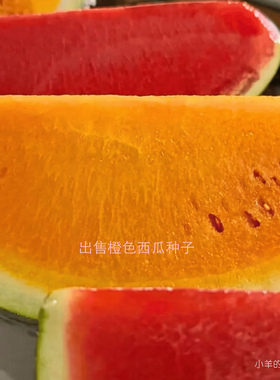 【种子】传家宝老品种 橙色果肉西瓜 甜橙 5粒